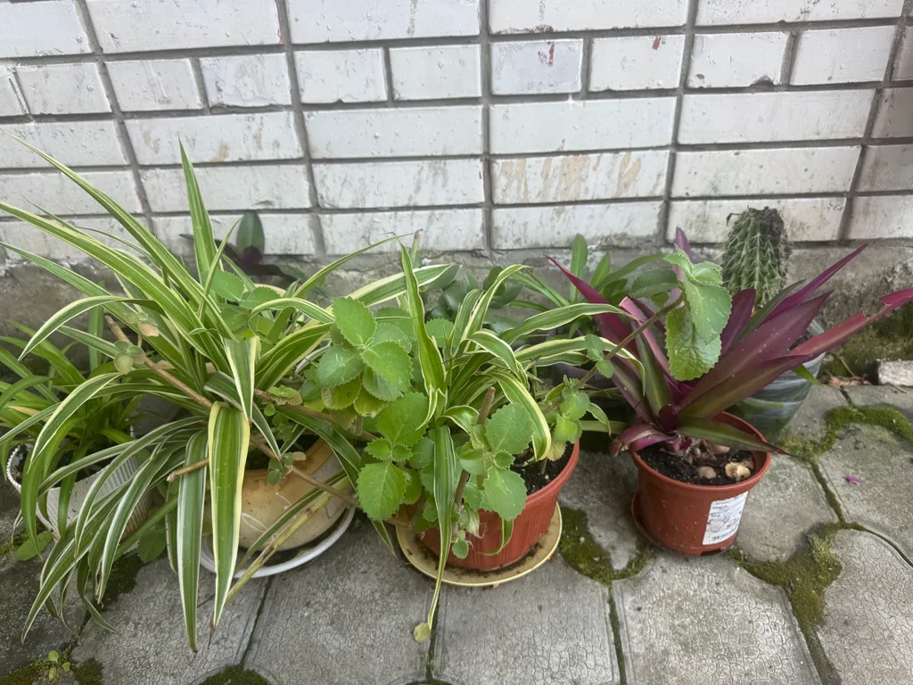 Одноместная студия