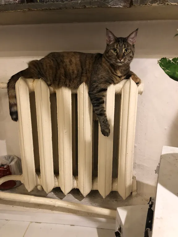 Квартира Двухуровневая комната  в знаменитом Доме Бажанова — Санкт-Петербург