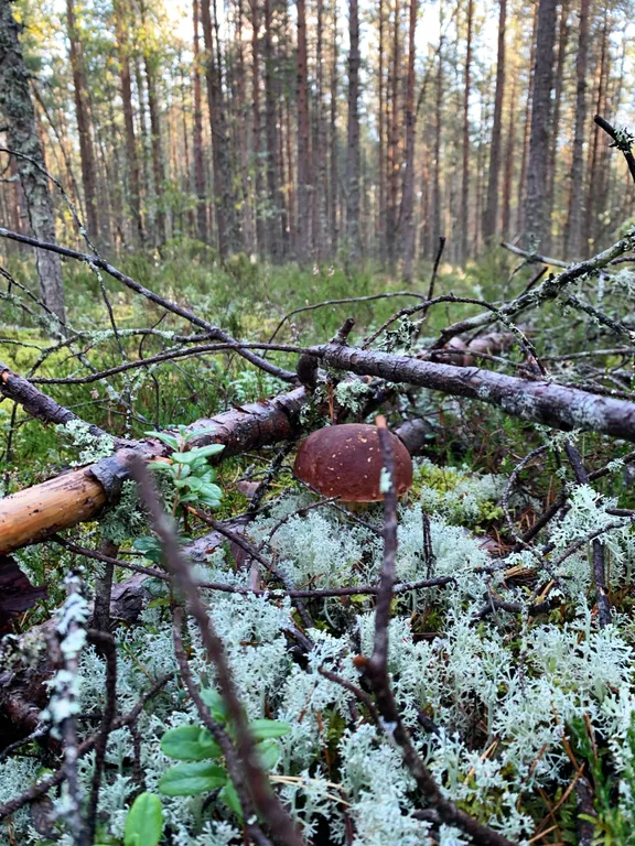 Нурми дом у реки