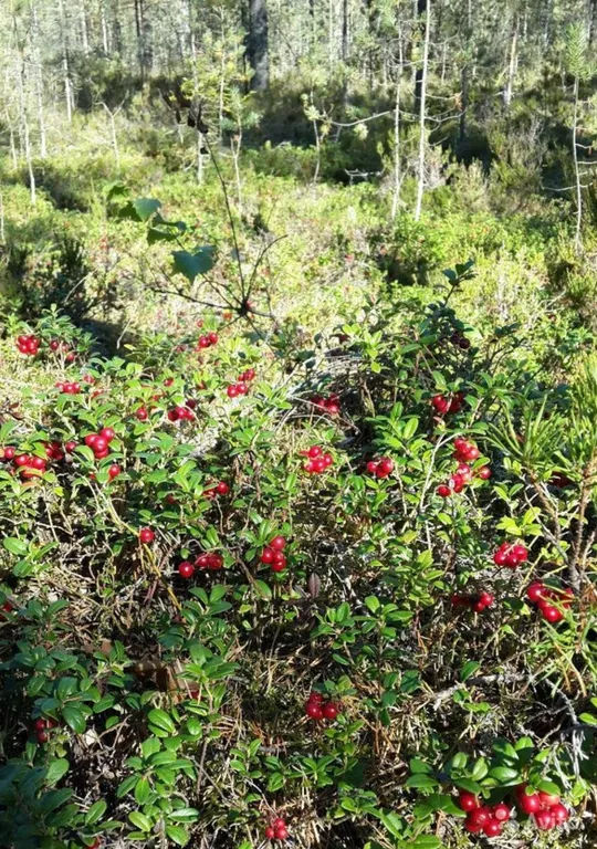 Коттедж на берегу