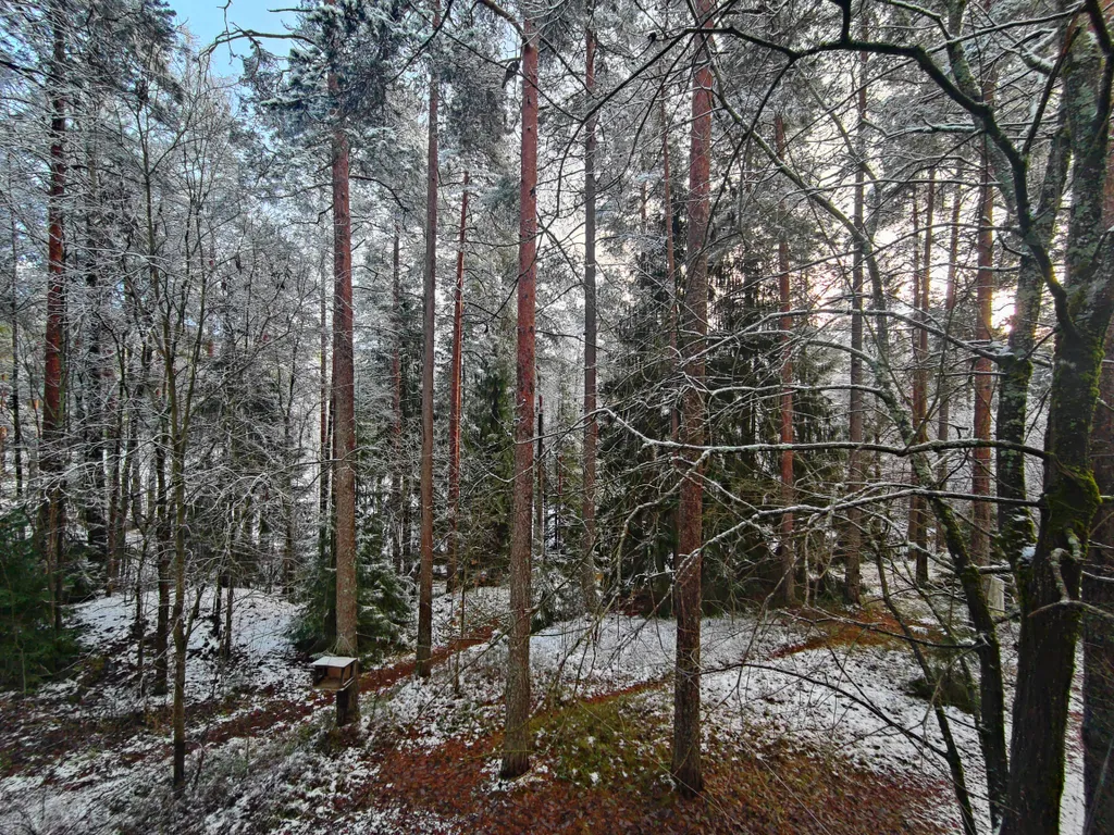 Студия в лесу