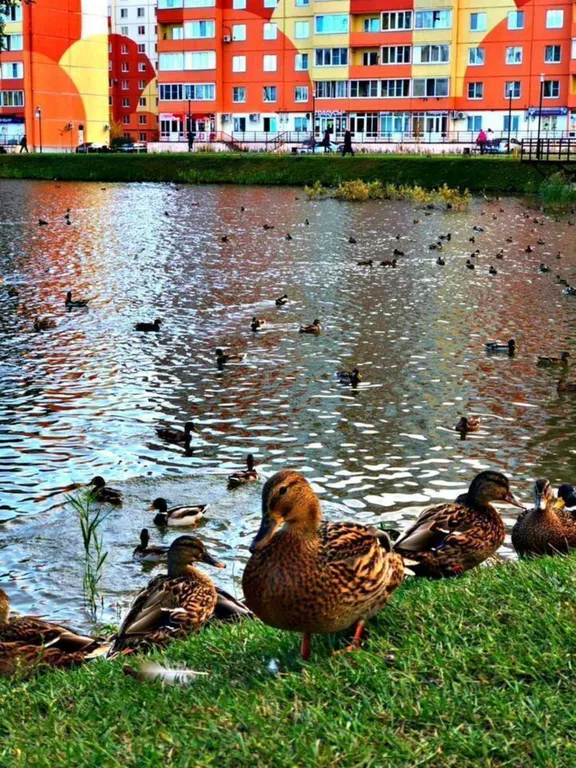 Квартира рядом с Парком Луговой и прудом с уточками