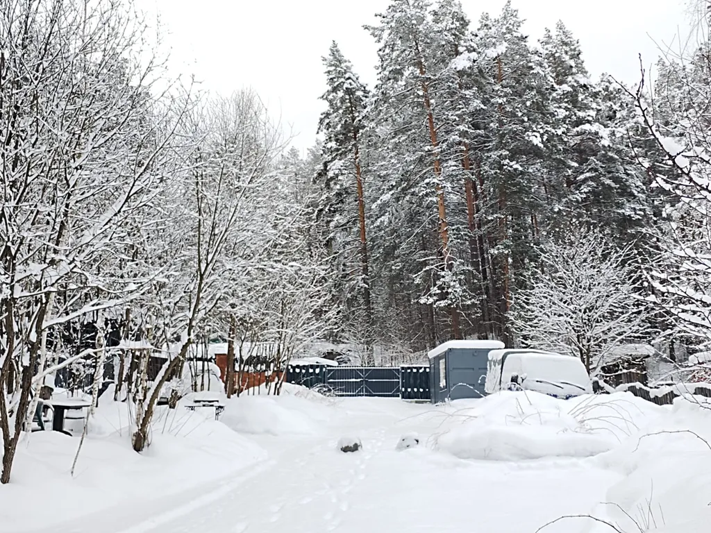 Дом в сосновом лесу