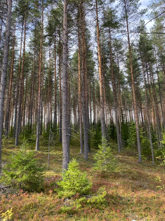 Домик в лесу с потрясающим видом из окна с банным комплексом