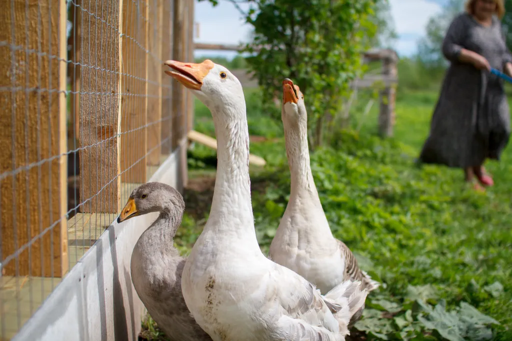 Гостевой дом Амбар