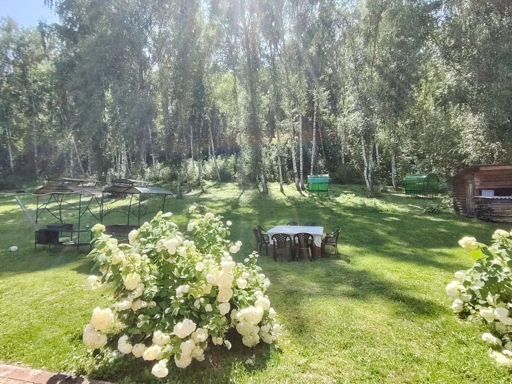 Летний номер с видом на березовый лес