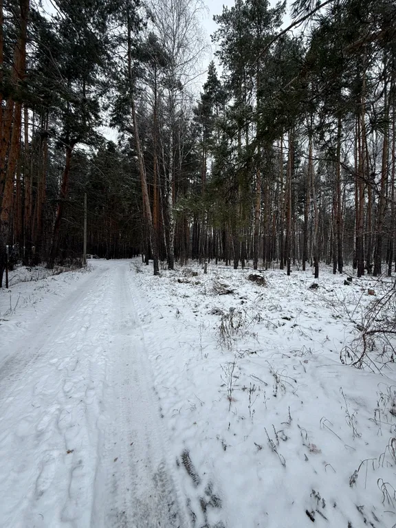 Уютный дом у леса