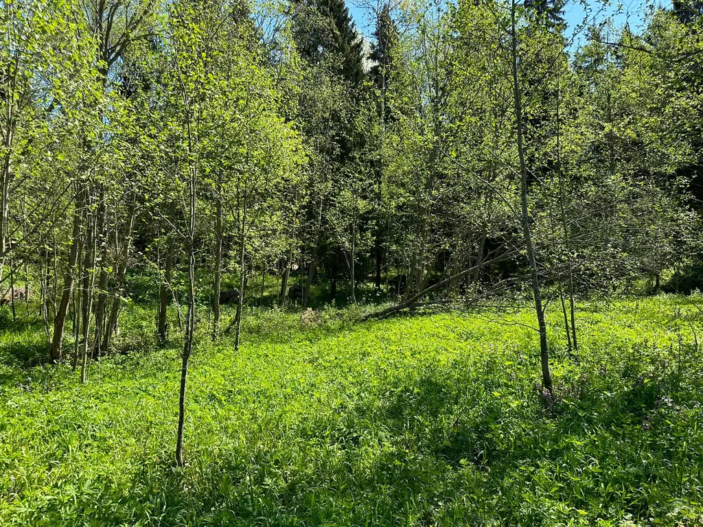 Маленький домик в лесу на Живописной улице