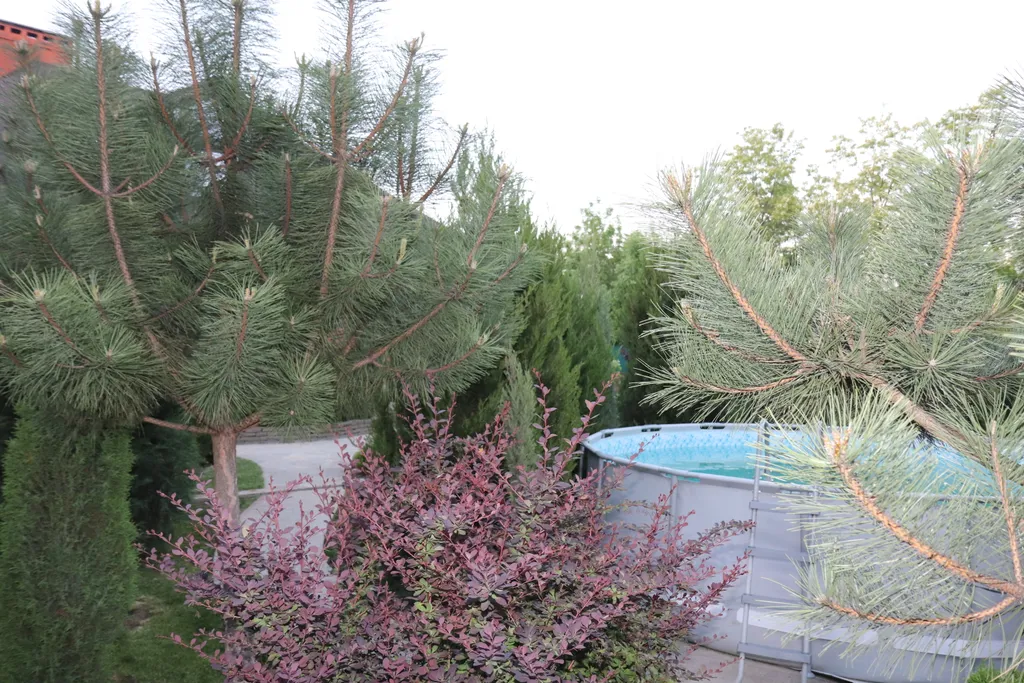 Загородный дом-шале "Pinebrook", аренда, у реки Дон. Сезонный бассейн.