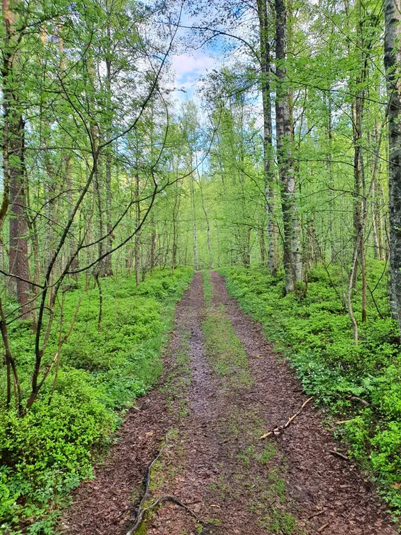 Атмосферный домик рядом с озером и лесом