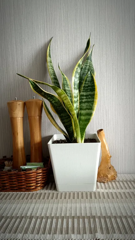 Уютная стильная квартира в 3 минутах от набережной Онежского озера