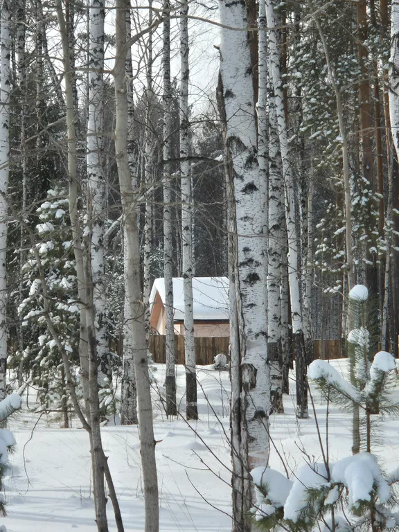 Дом в лесу