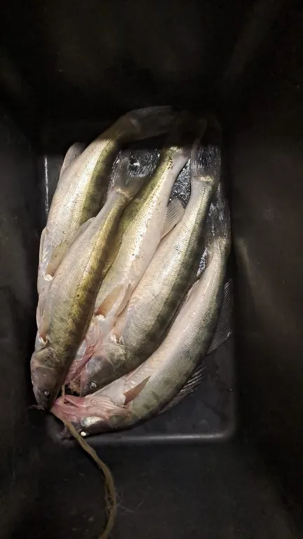 Дом на берегу реки для рыбалки и отдыха