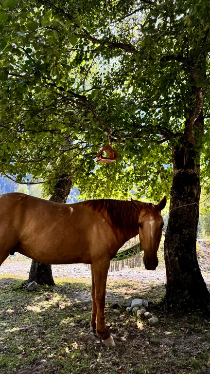 Вип шале на берегу реки, с банным чаном на террасе