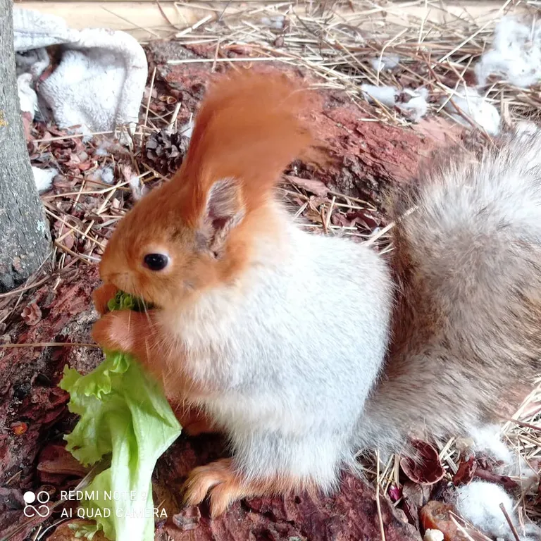 Стандартный домик для семейного отдыха