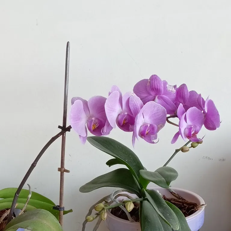 Студия с террасой, частный сектор