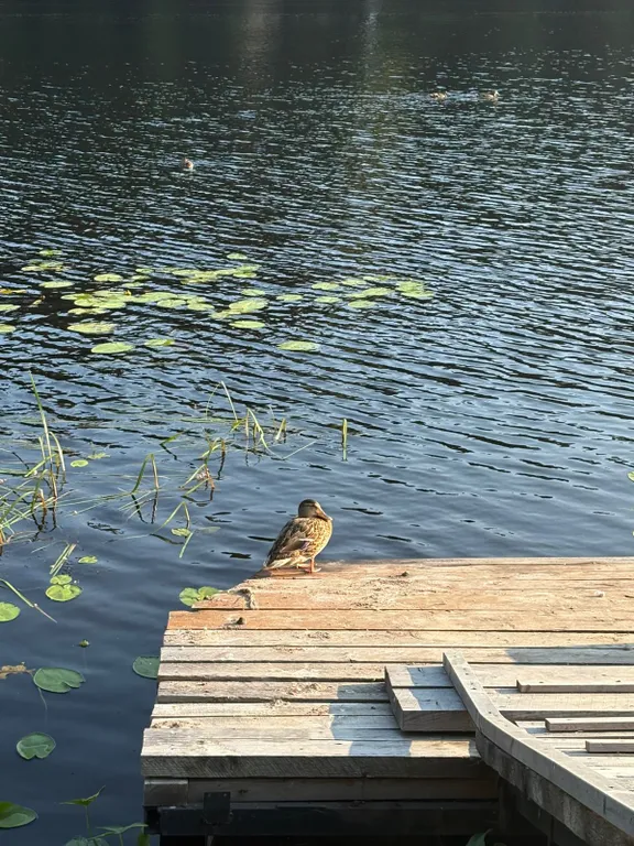 Коттедж Дом в Карелии с видом на реку — Нурмойла