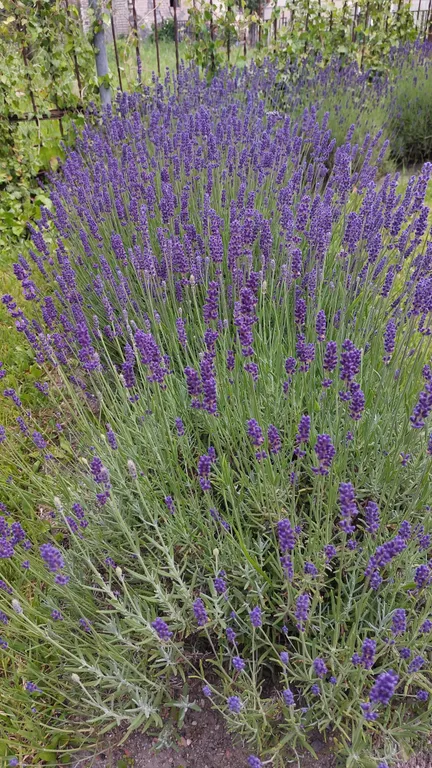 Просторная студия в зелёном тихом районе