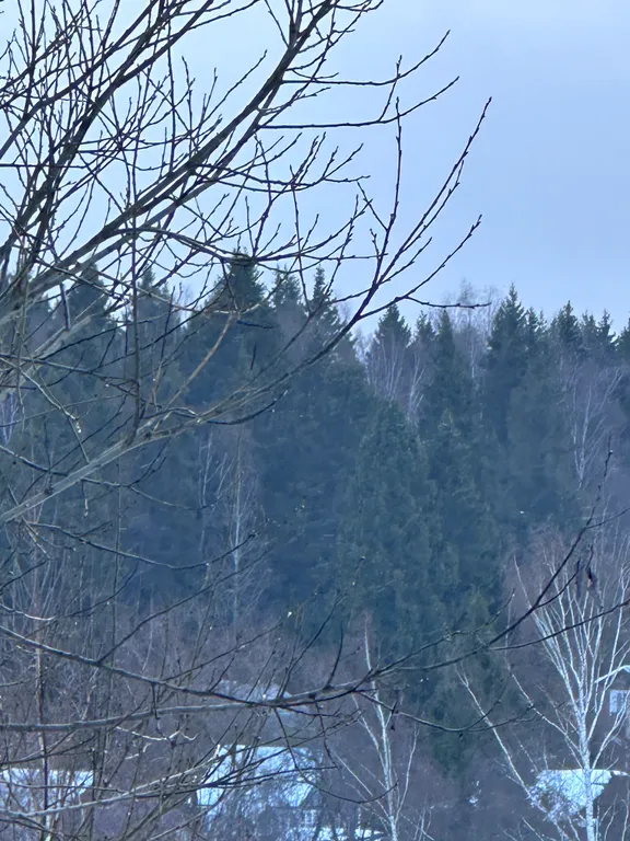 Дом на холме у леса