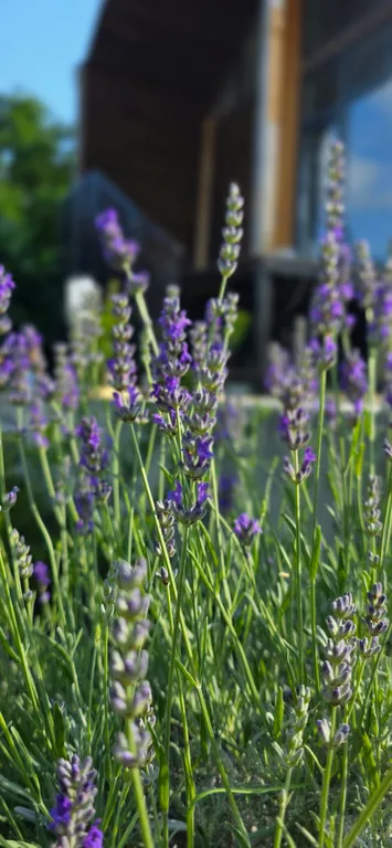 Дом лаванда