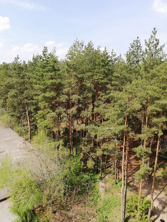 Квартира Рядом с хвойным лесом — Воронеж