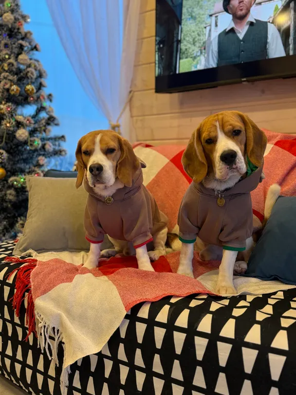 Коттедж 1-комнатный Дом — Санкт-Петербург