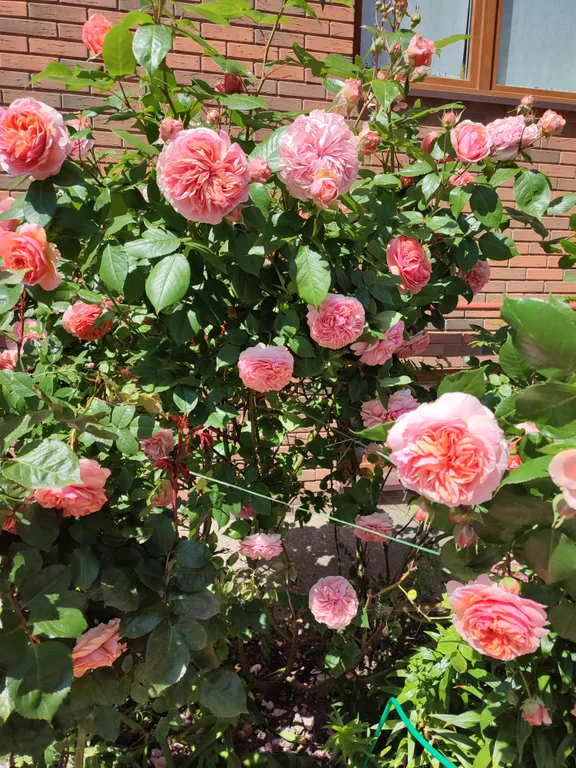 Квартира в городе Пионерском в 100 метрах от городского пляжа