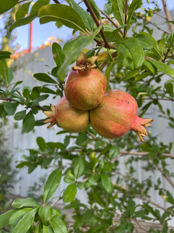 Гостевой дом Вилла Гармония