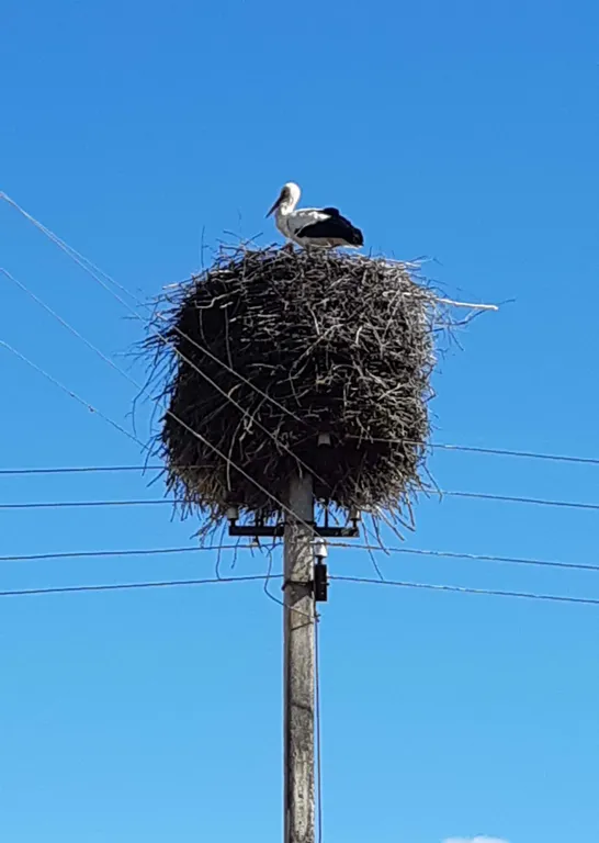 Дом в деревне