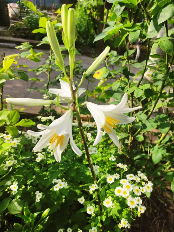 Частный дом