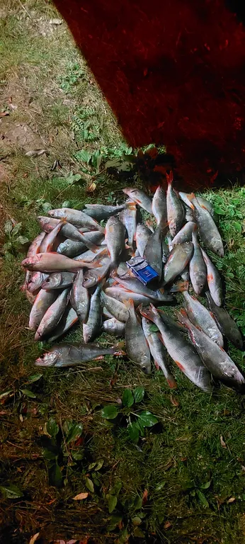 Дом с панорамными окнами