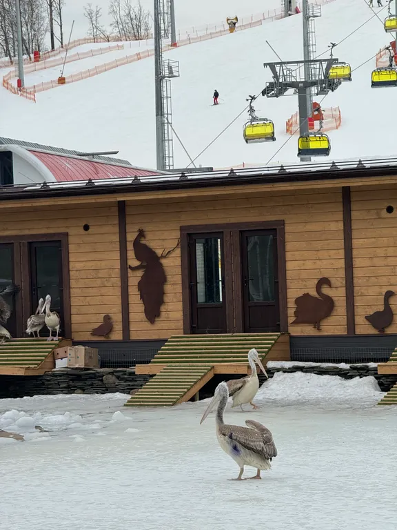 "Охта Адвент" 53 м. "Сад" у курорта