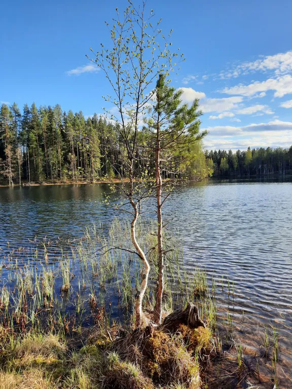 Гостевой дом у озера в лесу маркова заимка