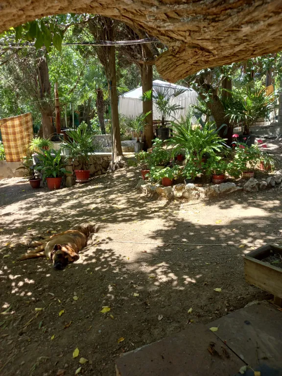 Коттедж Коттедж Уютная дача с зеленым двором и в 5 минутах ходьбы к морю — Кацивели