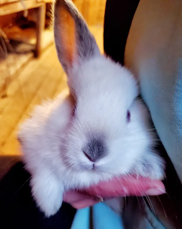 Дизайнерский домик на семейной экоферме в Немцово