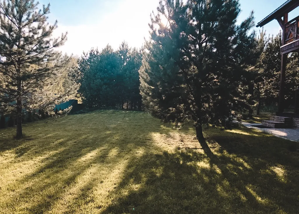 Дом в окружении соснового леса