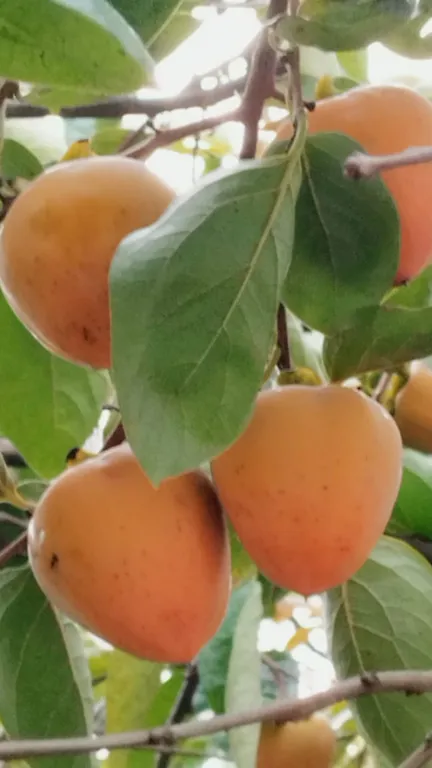 Квартира Комната с прямым видом на море — Гагра