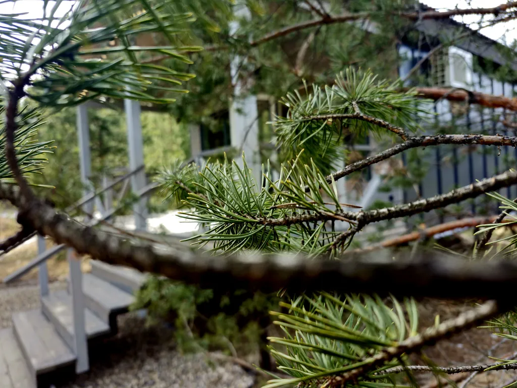 3-х местный люкс Туман