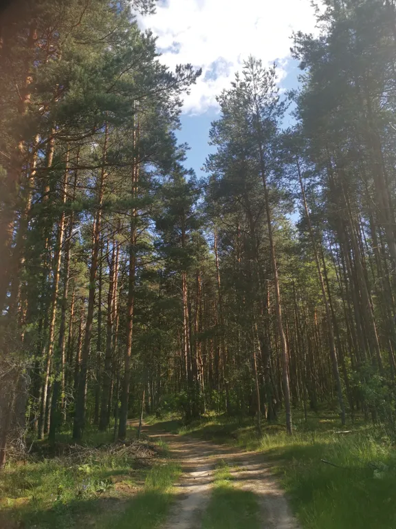 Dream Forest & River PZ