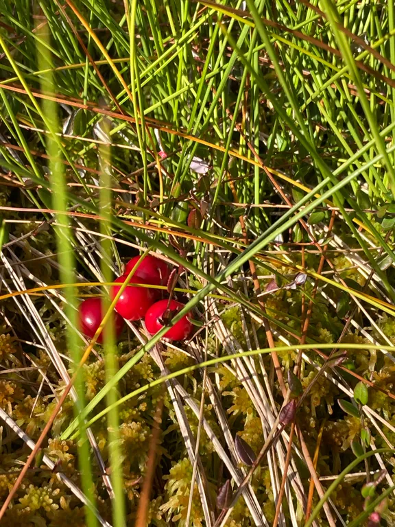 Коттедж Гостевой дом Русь Карелия — Микли