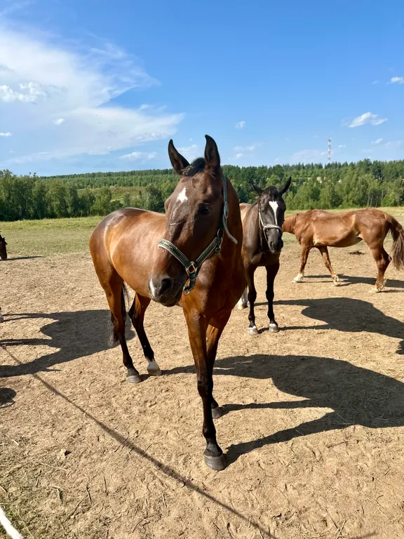 Дом у леса в Капитан Клаб