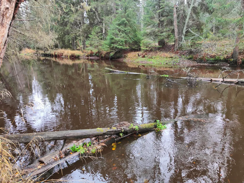 Студия в лесу