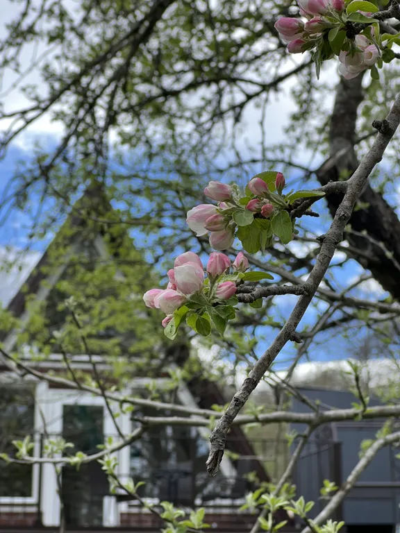 Коттедж Уединенный домик в горной глуши — Веселый