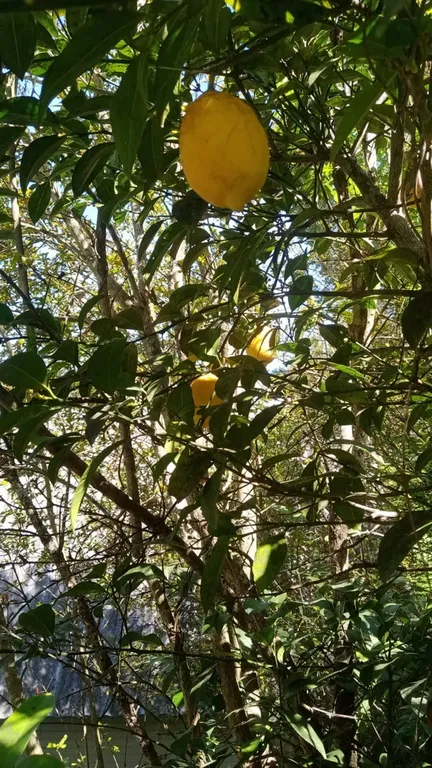 Пятиместный дом бунгало