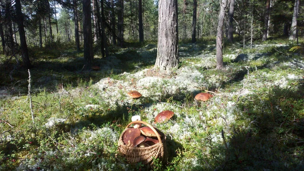 Дом на берегу реки в живописном месте, рядом озеро Сямозеро
