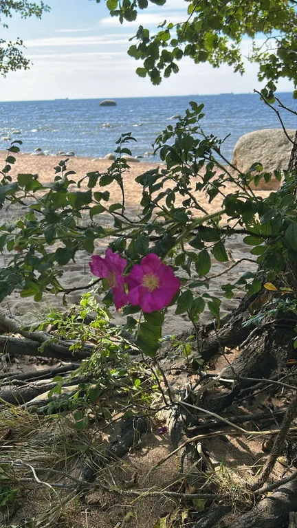 Уютный новый дом в сосновом лесу на берегу Финского залива