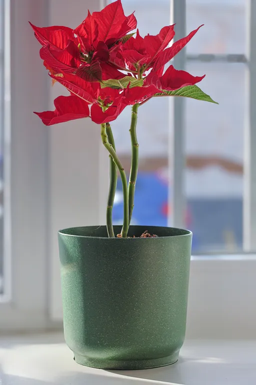 Дом в старом городе