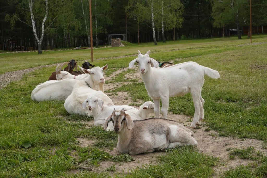 Отдых в лесу с баней и горячим чаном
