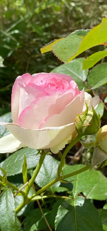 Коттедж 1-комнатный Дом — Избербаш