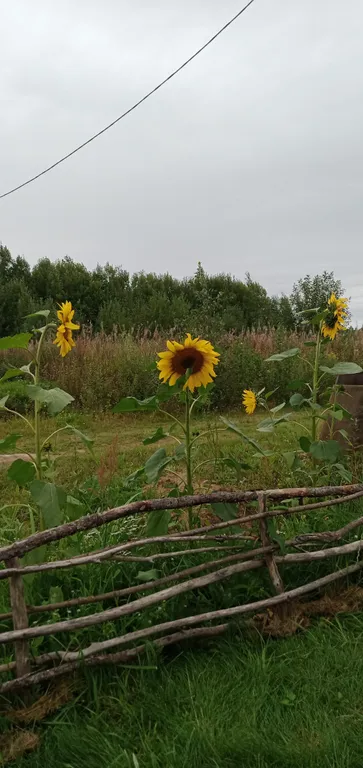 Домик на Ладоге